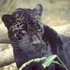 Profile image of Black panter